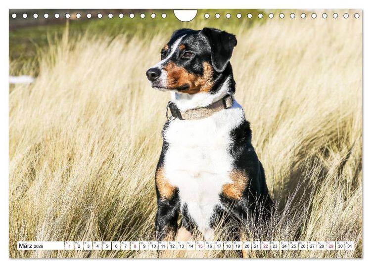 Produktbild: Appenzeller Sennenhunde (Wandkalender 2026 DIN A4 quer), CALVENDO Monatskalender