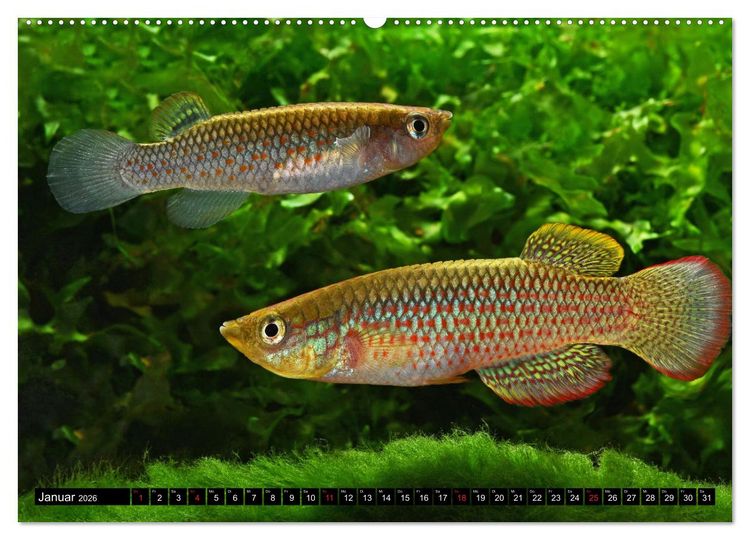 Produktbild: Bunte Fische der Welt - Killifische (Wandkalender 2026 DIN A2 quer), CALVENDO Monatskalender
