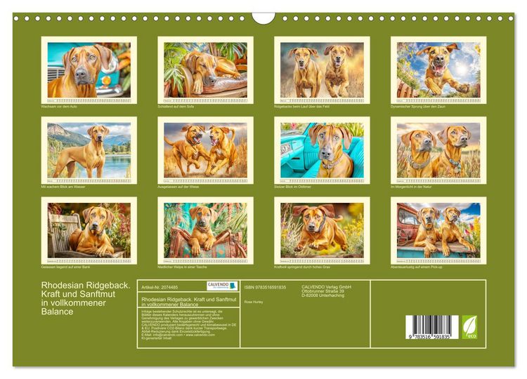 Produktbild: Rhodesian Ridgeback. Kraft und Sanftmut in vollkommener Balance (Wandkalender 2026 DIN A3 quer), CALVENDO Monatskalender