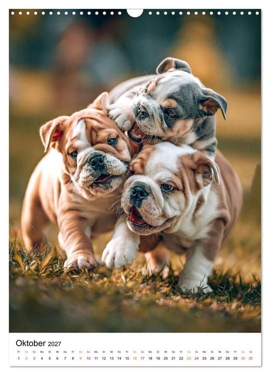 Produktbild: English Bulldog - F&uuml;r Liebhaber britischer Originale (Wandkalender 2027 DIN A3 hoch), CALVENDO Monatskalender