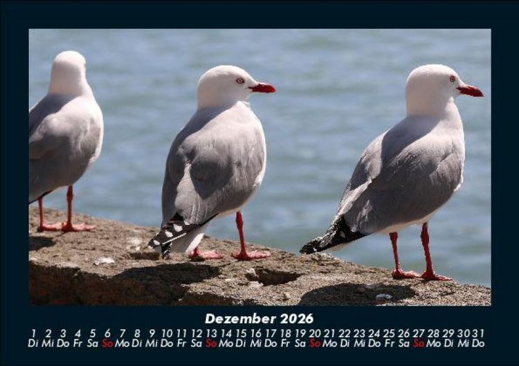 Produktbild: M&ouml;wen 2026 Fotokalender DIN A5