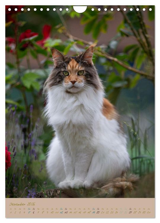 Produktbild: Pl&uuml;schige Katzen im Garten (Wandkalender 2026 DIN A4 hoch), CALVENDO Monatskalender