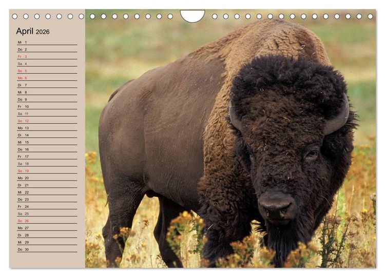 Produktbild: B&uuml;ffel. Wisent und Bison (Wandkalender 2026 DIN A4 quer), CALVENDO Monatskalender
