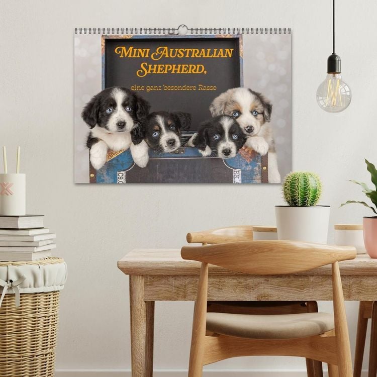 Produktbild: Mini Australian Shepherd, eine ganz besondere Rasse (Wandkalender 2027 DIN A3 quer), CALVENDO Monatskalender
