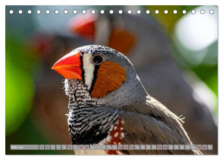 Produktbild: Zebrafinken Abenteuer (Tischkalender 2027 DIN A5 quer), CALVENDO Monatskalender