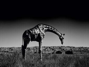 Produktbild: CALVENDO Puzzle Giraffe | 1000 Teile Lege-Gr&ouml;&szlig;e 64x48cm Foto-Puzzle f&uuml;r gl&uuml;ckliche Stunden