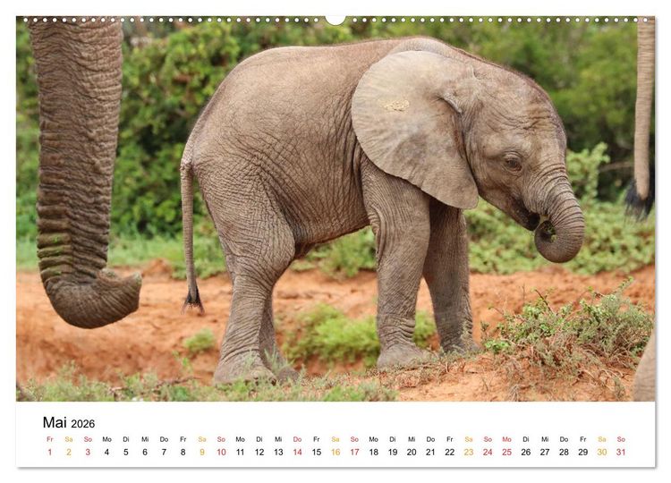 Produktbild: ADDO ELEPHANT NATIONAL PARK Elefanten Babies (hochwertiger Premium Wandkalender 2026 DIN A2 quer), Kunstdruck in Hochglanz