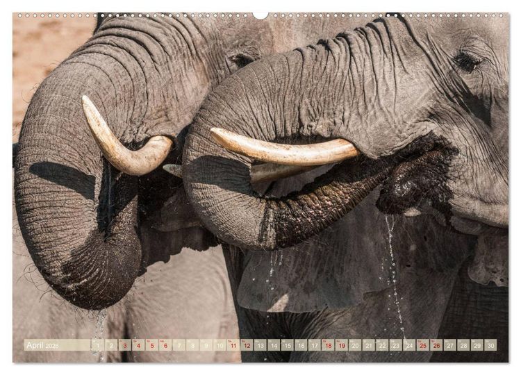 Produktbild: Chobe River - Eine spannende Flussfahrt in Botswana (Wandkalender 2026 DIN A2 quer), CALVENDO Monatskalender