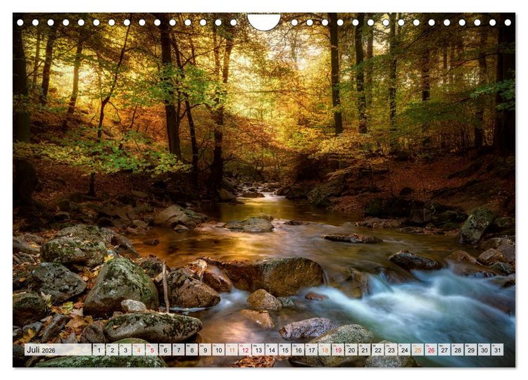 Produktbild: Wald - mystische Spazierg&auml;nge (Wandkalender 2026 DIN A4 quer), CALVENDO Monatskalender