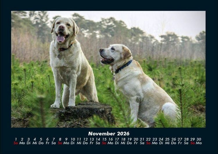 Produktbild: Hundezauber 2026 Fotokalender DIN A4