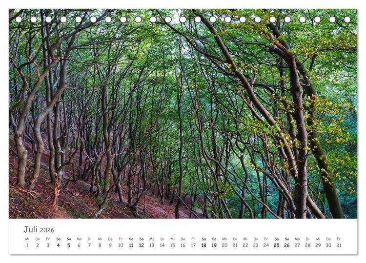 Produktbild: Wald - bezaubernde W&auml;lder (Tischkalender 2026 DIN A5 quer), CALVENDO Monatskalender