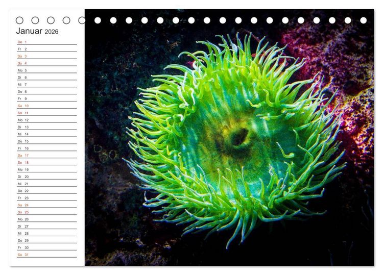 Produktbild: Die Farben der Ozeanwelt (Tischkalender 2026 DIN A5 quer), CALVENDO Monatskalender