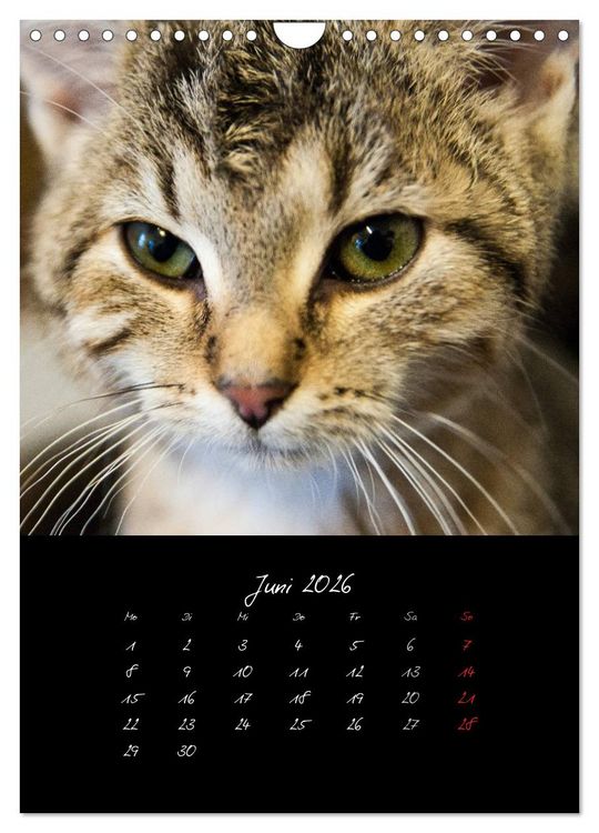 Produktbild: Katzenalltag 2026 (Wandkalender 2026 DIN A4 hoch), CALVENDO Monatskalender