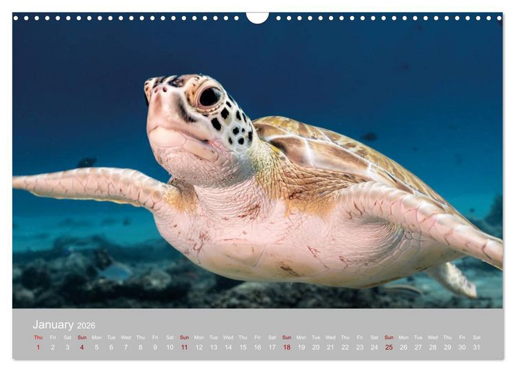 Produktbild: Caribbean Sea Turtles (Wall Calendar 2026 DIN A3 landscape), CALVENDO 12 Month Wall Calendar