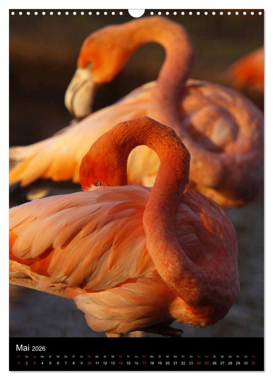 Produktbild: Flamingos - Eleganz in Rot und Rosa (Wandkalender 2026 DIN A3 hoch), CALVENDO Monatskalender