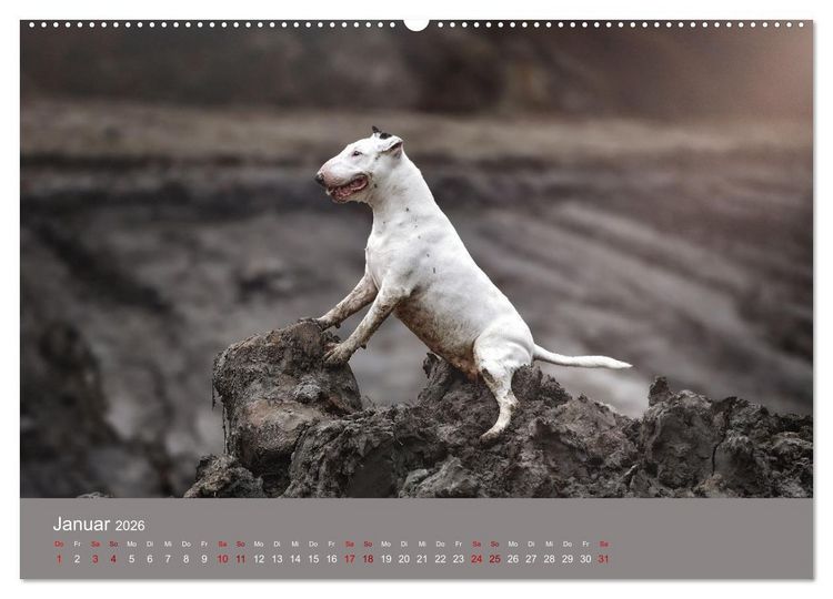 Produktbild: Fantastische Bullterrier - Sieger im Herzen (Wandkalender 2026 DIN A2 quer), CALVENDO Monatskalender