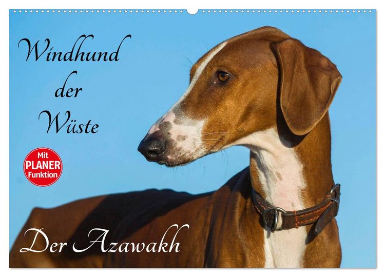 Produktbild: Windhund der W&uuml;ste - Der Azawakh (Wandkalender 2026 DIN A2 quer), CALVENDO Monatskalender