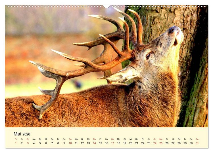Produktbild: Scheue Wildtiere in heimischen W&auml;ldern und Bergen (hochwertiger Premium Wandkalender 2026 DIN A2 quer), Kunstdruck in Hochglanz