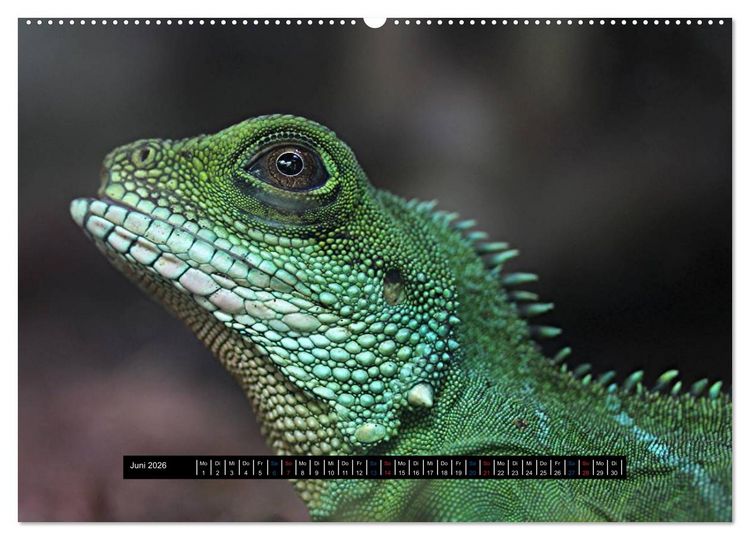 Produktbild: Exoten-Kalender (Wandkalender 2026 DIN A2 quer), CALVENDO Monatskalender
