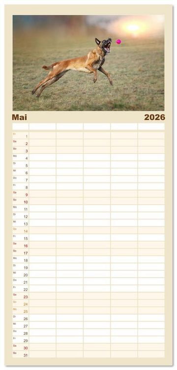 Produktbild: Familienplaner 2026 - Mit dem Malinois durch das Jahr mit 5 Spalten (Wandkalender, 21 x 45 cm) CALVENDO