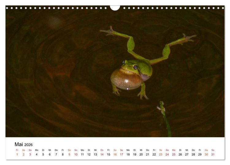 Produktbild: Besucher im Garten - Laubfr&ouml;sche (Wandkalender 2026 DIN A3 quer), CALVENDO Monatskalender
