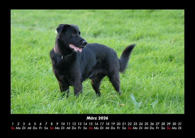 Produktbild: Haustierkalender 2026 Fotokalender DIN A3