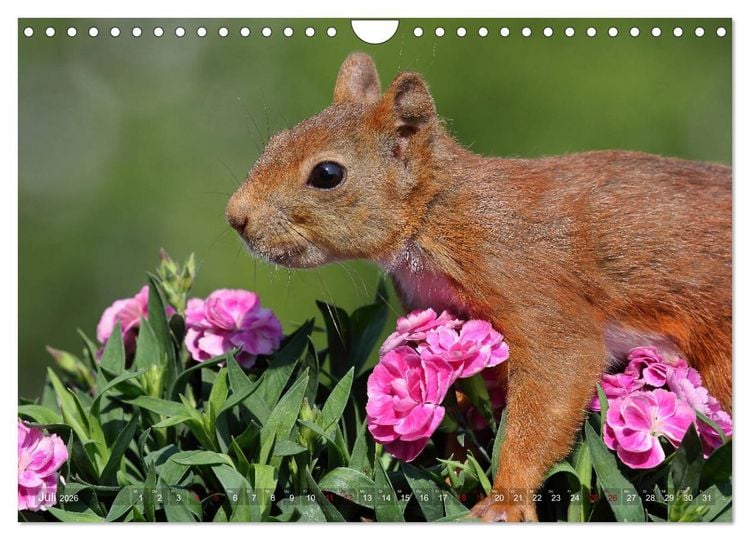 Produktbild: Eichh&ouml;rnchen in zauberhaften Posen (Wandkalender 2026 DIN A4 quer), CALVENDO Monatskalender