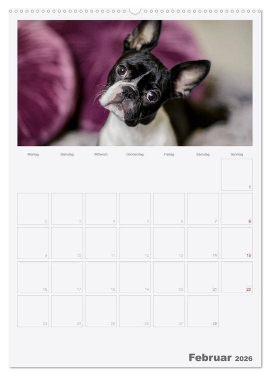 Produktbild: Boston Terrier der Hund 2026 (hochwertiger Premium Wandkalender 2026 DIN A2 hoch), Kunstdruck in Hochglanz