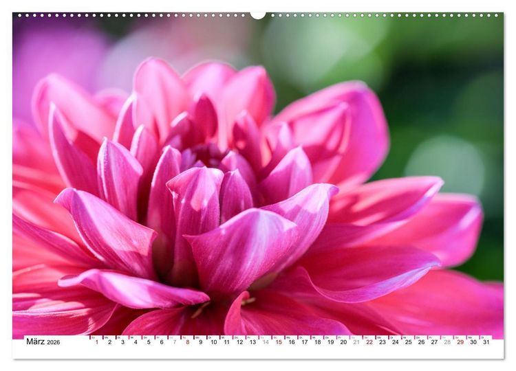 Produktbild: Dahlien-Kronen (Wandkalender 2026 DIN A2 quer), CALVENDO Monatskalender
