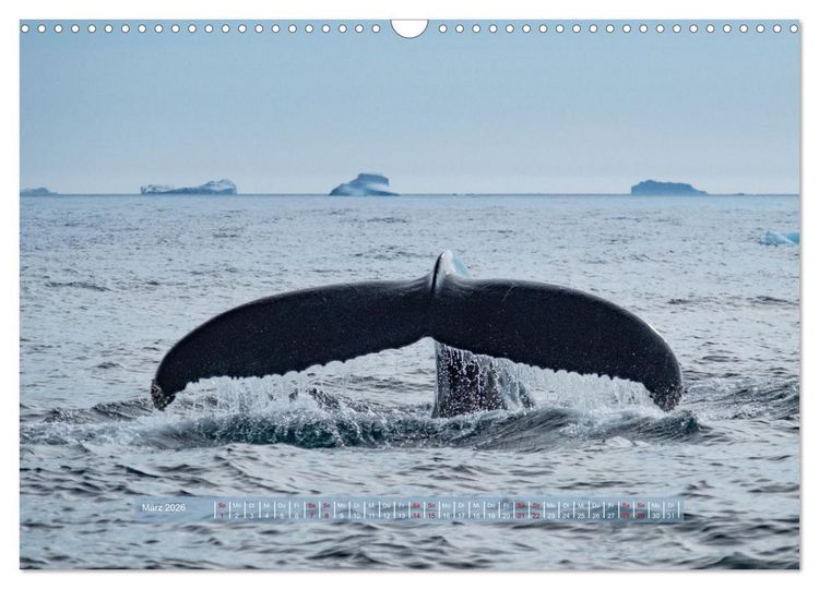 Produktbild: Tasiilaq - Ein kurzer Sommer in Ostgr&ouml;nland (Wandkalender 2026 DIN A3 quer), CALVENDO Monatskalender