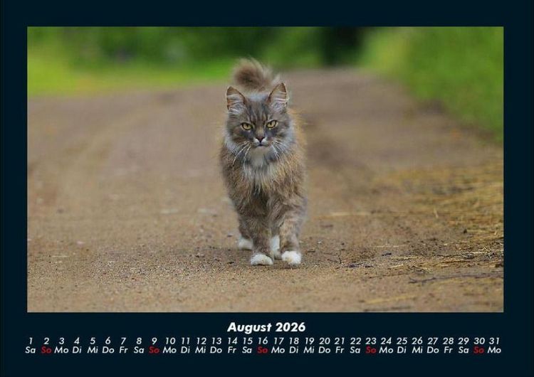 Produktbild: F&uuml;r Katzenfreunde 2026 Fotokalender DIN A4