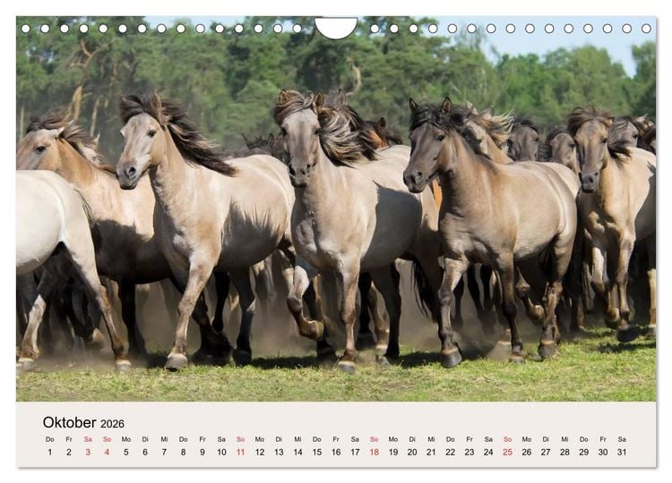 Produktbild: D&uuml;lmener Wildpferde (Wandkalender 2026 DIN A4 quer), CALVENDO Monatskalender