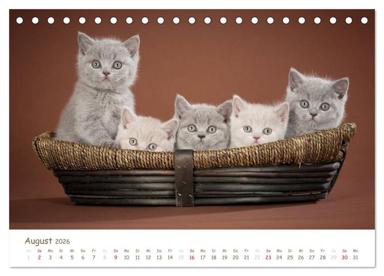 Produktbild: Die Britisch Kurzhaar (Tischkalender 2026 DIN A5 quer), CALVENDO Monatskalender