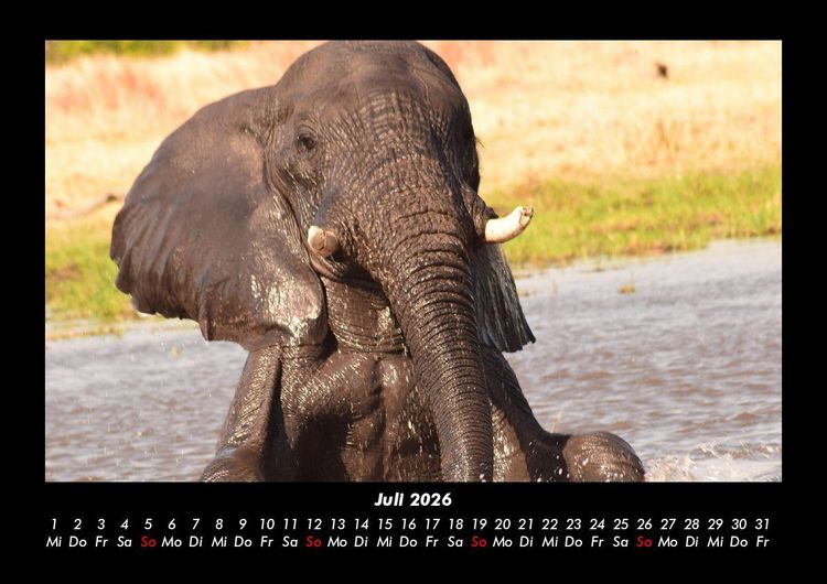 Produktbild: Der Elefantenkalender 2026 Fotokalender DIN A3