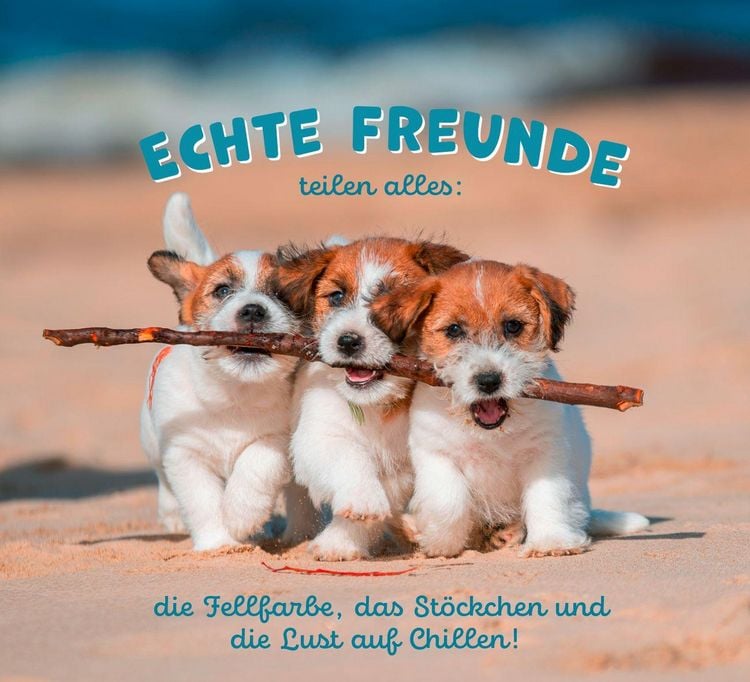 Produktbild: Tierisch happy jeden Tag