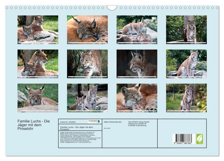 Produktbild: Familie Luchs - Die J&auml;ger mit dem Pinselohr (Wandkalender 2026 DIN A3 quer), CALVENDO Monatskalender