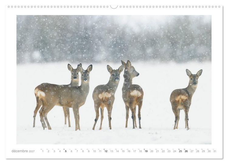 Produktbild: Un an avec des chevreuils (Calendrier mural haut de gamme 2027 DIN A2 vertical), CALVENDO calendrier mensuel