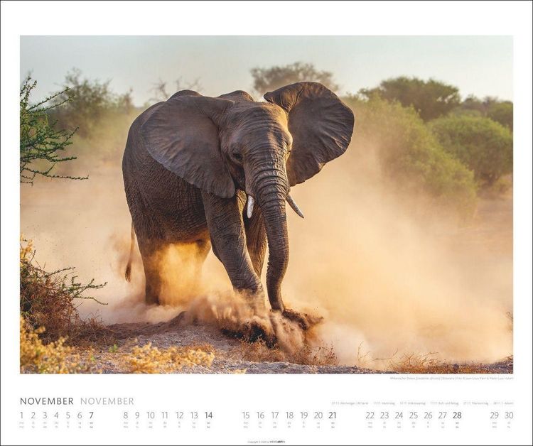 Produktbild: Elefanten Kalender 2027