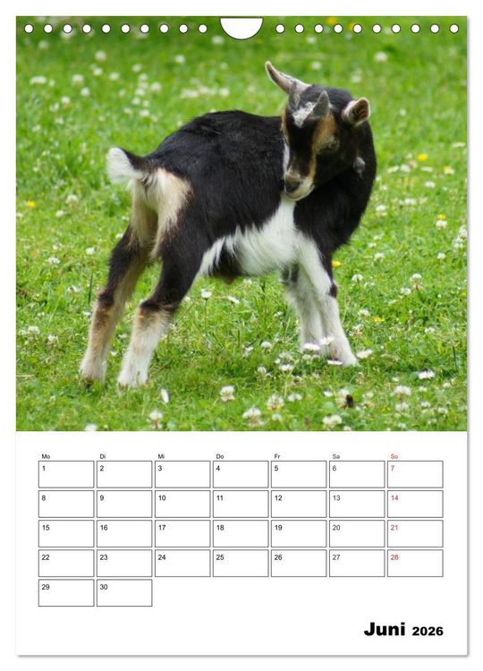 Produktbild: Ziegen Terminplaner (Wandkalender 2026 DIN A4 hoch), CALVENDO Monatskalender