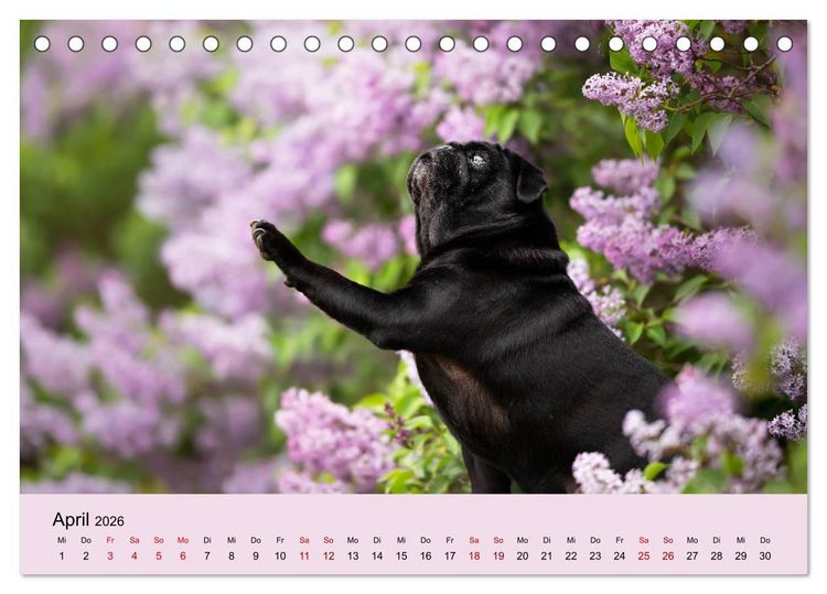 Produktbild: Diesel - ein mopsiges Leben (Tischkalender 2026 DIN A5 quer), CALVENDO Monatskalender
