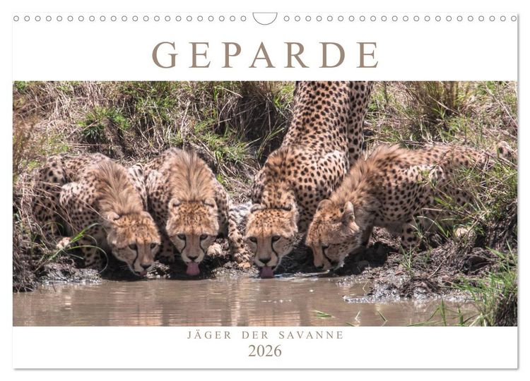 Produktbild: Geparde - J&auml;ger der Savanne (Wandkalender 2026 DIN A3 quer), CALVENDO Monatskalender