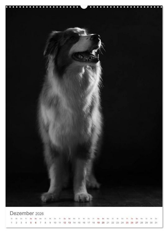 Produktbild: Fine Art Hundeportraits (Wandkalender 2026 DIN A2 hoch), CALVENDO Monatskalender