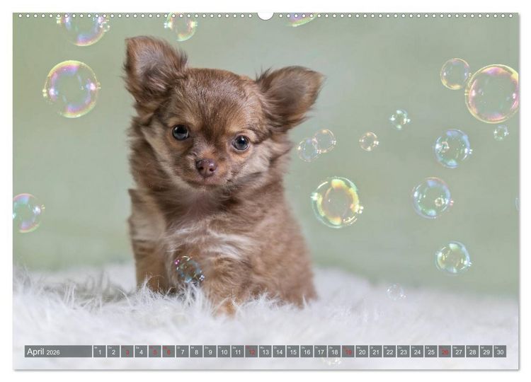 Produktbild: Chihuahua-Babys - Amy und Angel im Studio (Wandkalender 2026 DIN A2 quer), CALVENDO Monatskalender