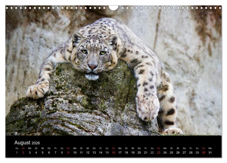 Produktbild: Schneeleoparden (Wandkalender 2026 DIN A3 quer), CALVENDO Monatskalender