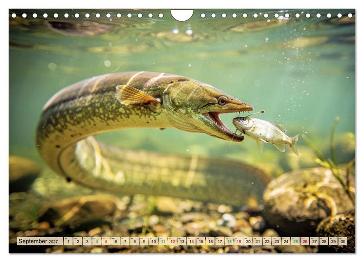 Produktbild: Aale in Seen und Fl&uuml;ssen (Wandkalender 2027 DIN A4 quer), CALVENDO Monatskalender