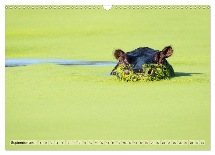 Produktbild: Wildes Okavangodelta (Wandkalender 2026 DIN A3 quer), CALVENDO Monatskalender