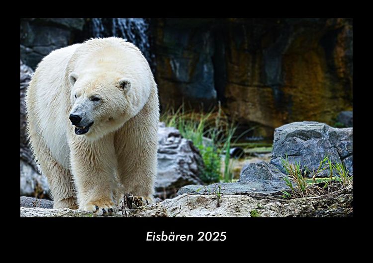 Produktbild: Eisbären 2025 Fotokalender DIN A3