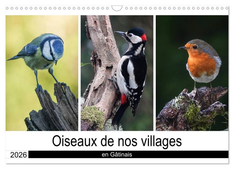 Produktbild: Oiseaux de nos villages en G&acirc;tinais (Calendrier mural 2026 DIN A3 vertical), CALVENDO calendrier mensuel