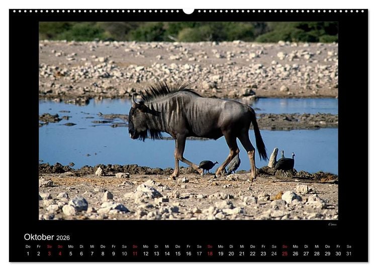 Produktbild: Wildtiere im Etosha Nationalpark (Wandkalender 2026 DIN A2 quer), CALVENDO Monatskalender
