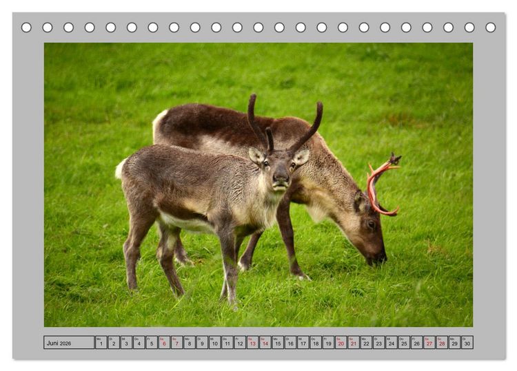 Produktbild: Rentiere im Hohen Norden (Tischkalender 2026 DIN A5 quer), CALVENDO Monatskalender
